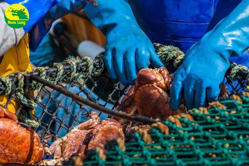 Găng tay cao su chế biến thủy sản Nam Long