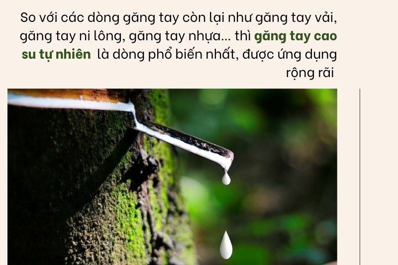 Găng tay chế biến thực phẩm Nam Long
